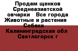 Продам щенков Среднеазиатской овчарки - Все города Животные и растения » Собаки   . Калининградская обл.,Светлогорск г.